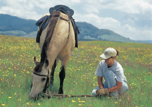 horse riding in poronui